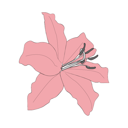 Pink lily vector illustration