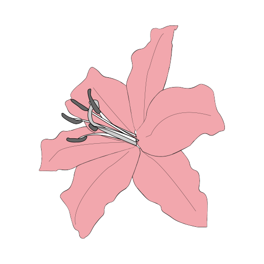 Pink lily vector illustration